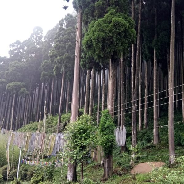 Majestic Darjeeling